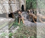 Small Photo #3 German Shepherd Dog Puppy For Sale in ORLANDO, FL, USA