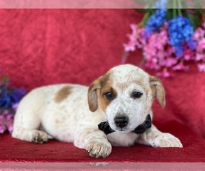 Australian Cattle Dog Puppy for sale in LANCASTER, PA, USA