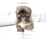 Small Photo #6 Shih Tzu Puppy For Sale in MARIETTA, GA, USA