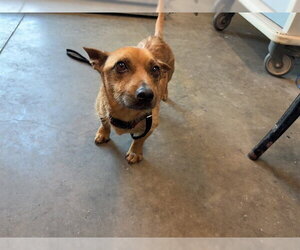 Chihuahua-Unknown Mix Dogs for adoption in Tavares, FL, USA
