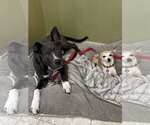 Small #2 American Pit Bull Terrier Mix