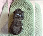 Small Photo #9 Saint Berdoodle Puppy For Sale in HOMOSASSA, FL, USA