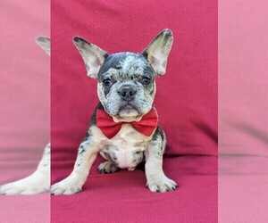 French Bulldog Puppy for sale in QUARRYVILLE, PA, USA