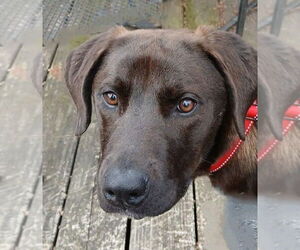 Chocolate Labrador retriever-Labrador Retriever Mix Dogs for adoption in Germanton, TN, USA