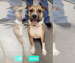 Small #3 American Staffordshire Terrier