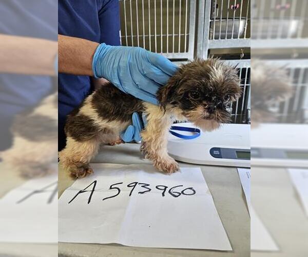 Medium Photo #1 Shih Tzu-Unknown Mix Puppy For Sale in Orlando, FL, USA