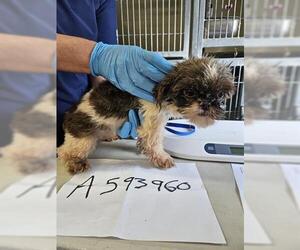 Shih Tzu-Unknown Mix Dogs for adoption in Orlando, FL, USA