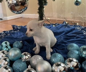 Chiweenie-Pomeranian Mix Puppy for sale in ANTELOPE, CA, USA