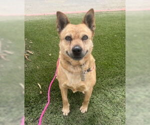 Roxie - Female Mutt Dog for Adoption - Photo #2