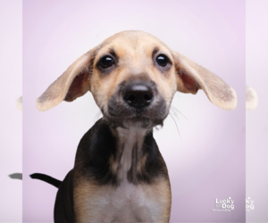 Mutt Dogs for adoption in Washington, DC, USA
