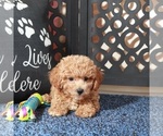 Small #3 Poochon
