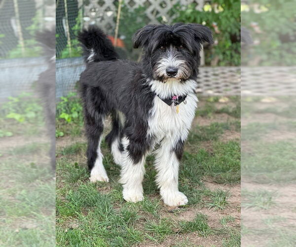 Medium Photo #6 Mutt Puppy For Sale in New York, NY, USA