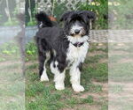 Small #5 Mutt