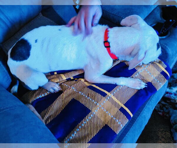 Medium Photo #4 Mutt Puppy For Sale in Princeton, MN, USA