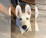 Small #17 Huskies -Labrador Retriever Mix