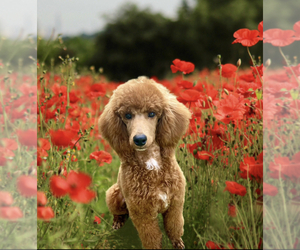 Father of the Cockapoo puppies born on 01/21/2025