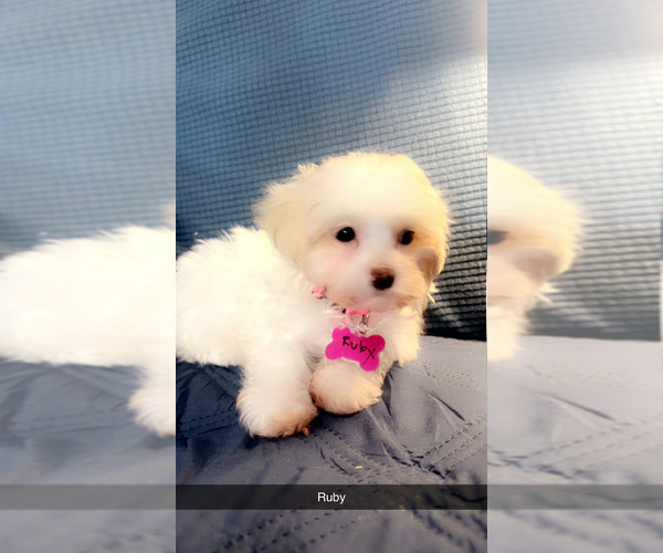 Medium Photo #8 Maltipoo (Miniature) Puppy For Sale in HIGH POINT, NC, USA