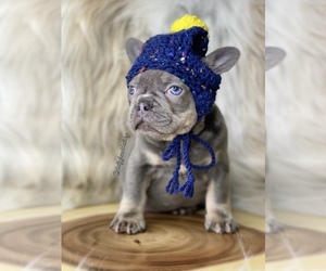 French Bulldog Puppy for sale in OJAI, CA, USA