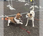 Small #5 Beagle Mix