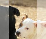 Small #6 American Bulldog-Staffordshire Bull Terrier Mix