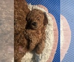 Small #1 Poodle (Miniature)