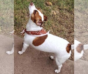 Mother of the Jack Russell Terrier-Schnauzer (Miniature) Mix puppies born on 09/26/2025