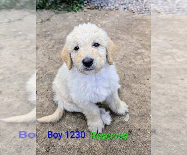 Medium Photo #7 Labradoodle Puppy For Sale in ATHELSTANE, WI, USA