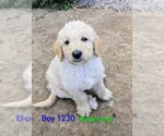 Small #6 Labradoodle