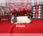 Small #6 Poodle (Toy)