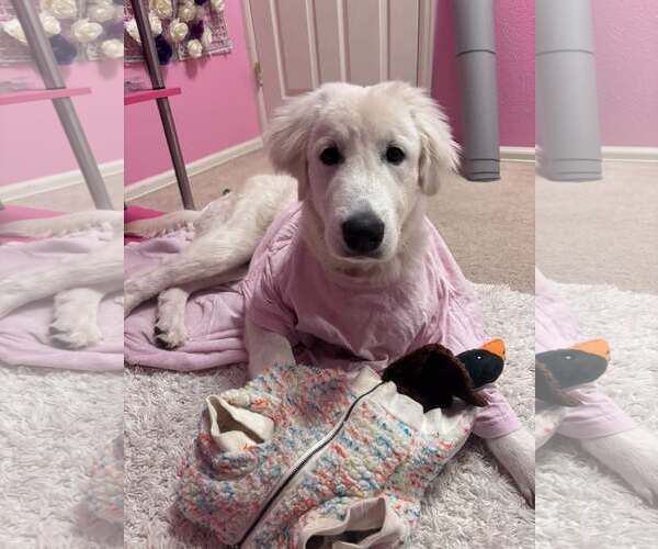 Medium Photo #1 Akbash-Great Pyrenees Mix Puppy For Sale in Denver , CO, USA