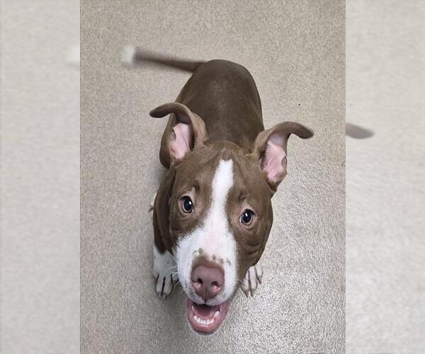 Medium Photo #1 Mutt Puppy For Sale in Decatur, IL, USA