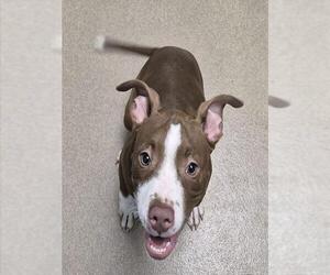 Mutt Dogs for adoption in Decatur, IL, USA