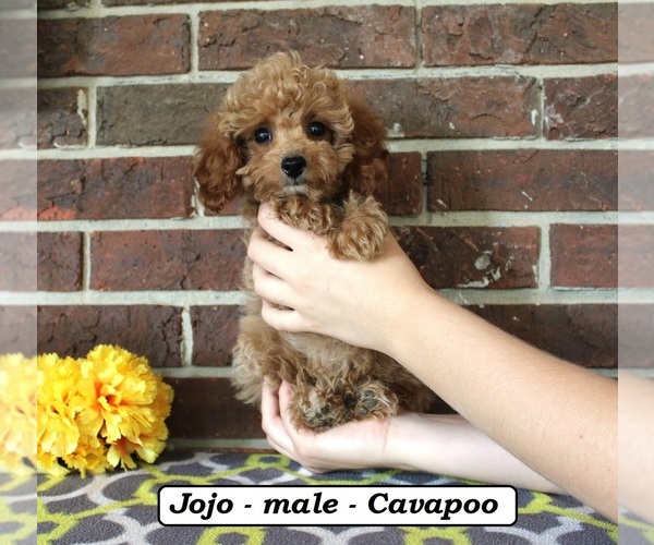 Medium Photo #2 Cavapoo (Miniature) Puppy For Sale in CLARKRANGE, TN, USA