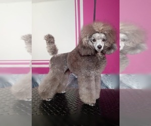 Poodle (Toy) Puppy for sale in VIRGINIA BEACH, VA, USA