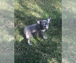 Small Photo #3 French Bulldog Puppy For Sale in CITY INDUSTRY, CA, USA