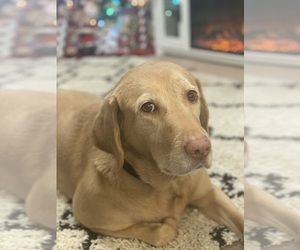 Labrador Retriever Dogs for adoption in CHARLESTON, WV, USA