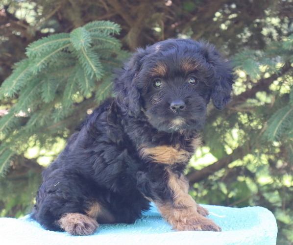 Medium Photo #4 Cavapoo Puppy For Sale in THORP, WI, USA