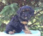 Small #3 Cavapoo