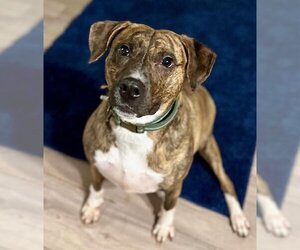 Labrador Retriever-Plott Hound Mix Dogs for adoption in Atlanta, GA, USA