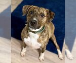 Small Photo #1 Labrador Retriever-Plott Hound Mix Puppy For Sale in Atlanta, GA, USA