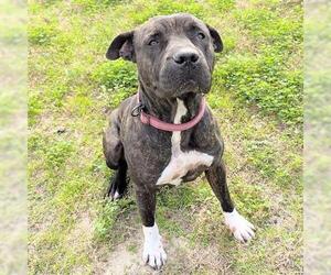 Mutt Dogs for adoption in Houston, TX, USA