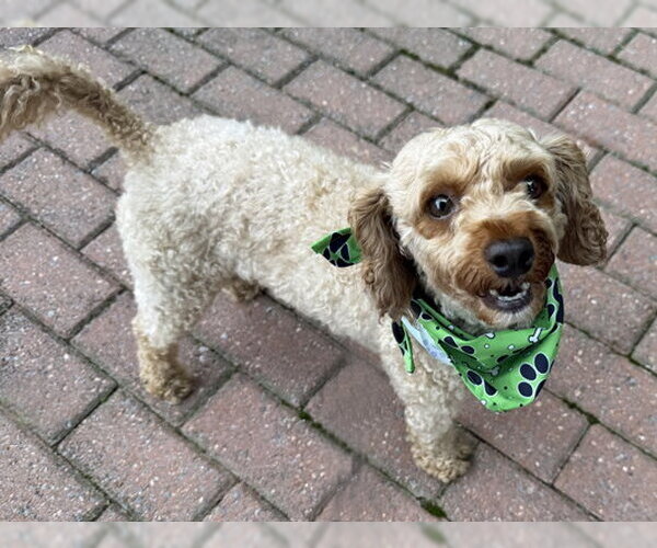 Medium Photo #3 Mutt Puppy For Sale in Arlington, VA, USA
