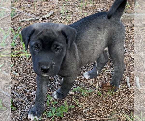 Medium Photo #4 Labrador Retriever-Unknown Mix Puppy For Sale in Rockaway, NJ, USA