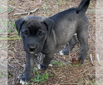 Small #3 Labrador Retriever Mix
