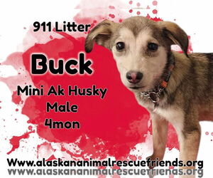 Alaskan Klee Kai-Unknown Mix Dogs for adoption in Anchorage, AK, USA