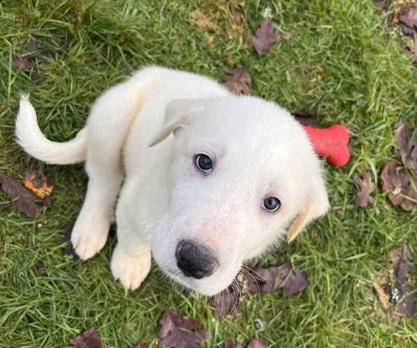 Medium Photo #5 Akbash-Great Pyrenees Mix Puppy For Sale in RIDGEFIELD, WA, USA
