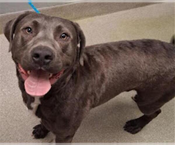 Medium Photo #1 Mutt Puppy For Sale in Las Vegas, NV, USA