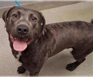 Mutt Dogs for adoption in Las Vegas, NV, USA