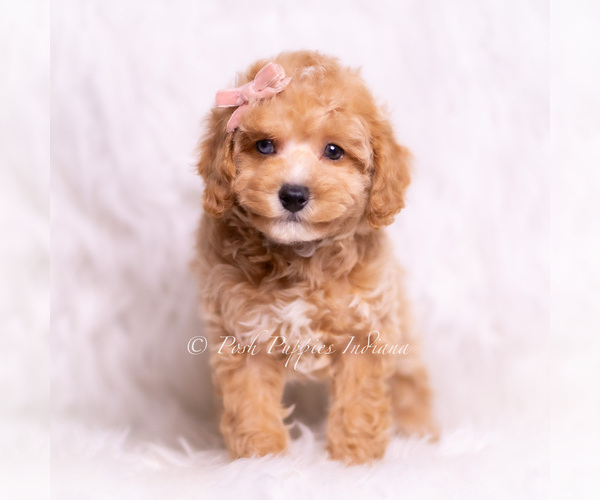 Medium Photo #3 Poodle (Miniature) Puppy For Sale in WARSAW, IN, USA