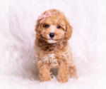 Small #2 Poodle (Miniature)